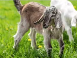 बकरी ने खा लिया चावल… और फिर जो हुआ, उसने पूरे गांव को दहला दिया—दो भाइयों की लड़ाई में गई जान! बकरी