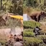 ‘जब अपने घर की रक्षा में डट गया हाथी!’ JCB के सामने हुआ खड़ा, मशीन को हटना पड़ा पीछे JCB