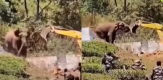 ‘जब अपने घर की रक्षा में डट गया हाथी!’ JCB के सामने हुआ खड़ा, मशीन को हटना पड़ा पीछे JCB