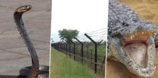 क्या सच में सीमा पर ‘प्राकृतिक पहरेदार’? सांप और मगरमच्छों से निगरानी की तैयारी ने बढ़ाया सस्पेंस भारत-बांग्लादेश