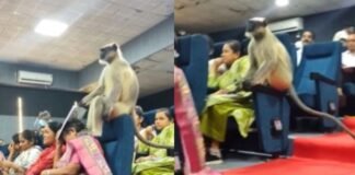 जनगणना ट्रेनिंग में अचानक पहुंच गया लंगूर, फिर क्लासरूम में जो हुआ वो वायरल हो गया Viral Video