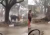 भैंस की बेचैनी ने दिया खतरे का संकेत, कुछ ही सेकंड में जड़ से उखड़ा पेड़, VIDEO देख रह जाएंगे हैरान! Viral Video