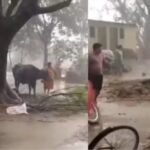 भैंस की बेचैनी ने दिया खतरे का संकेत, कुछ ही सेकंड में जड़ से उखड़ा पेड़, VIDEO देख रह जाएंगे हैरान! Viral Video