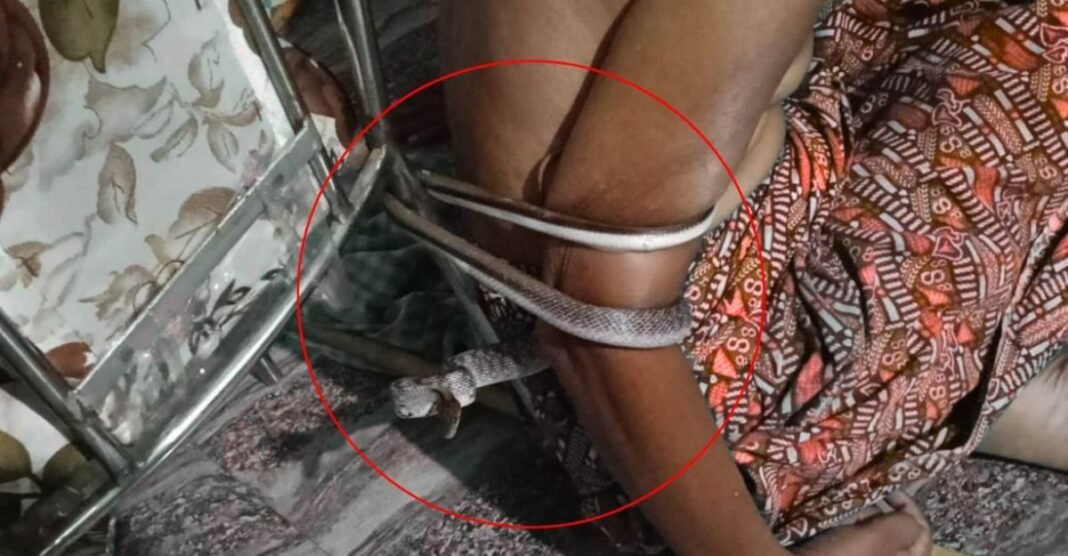 लकवाग्रस्त शख्स की कुर्सी से क्यों लिपटा रहा सांप 2 घंटे तक? ‘नाग फांस’ जैसी घटना ने उड़ाए होश ओडिशा