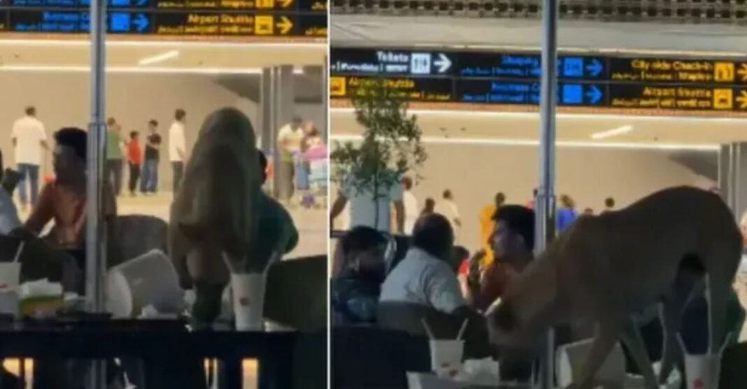 VIDEO: हाई सिक्योरिटी एयरपोर्ट में कैसे पहुंच गया आवारा कुत्ता? टेबल पर चढ़कर किया ऐसा काम, देखकर उड़े होश Viral Video