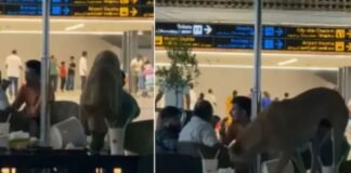 VIDEO: हाई सिक्योरिटी एयरपोर्ट में कैसे पहुंच गया आवारा कुत्ता? टेबल पर चढ़कर किया ऐसा काम, देखकर उड़े होश Viral Video