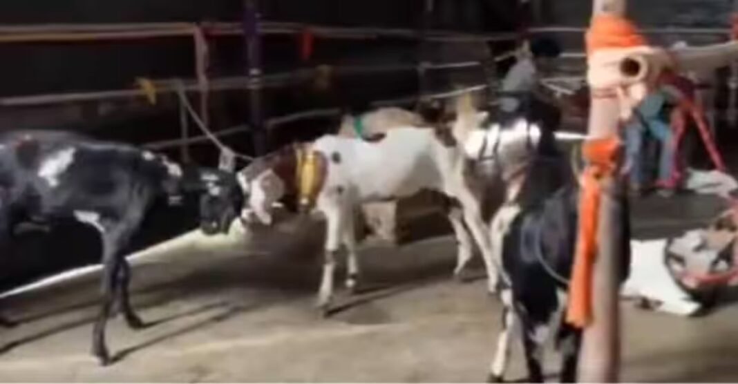 कुर्बानी की तैयारी पूरी, फिर अचानक क्यों पीछे हटा प्रशासन? मुस्लिम समाज बोला- ‘BJP के दबाव में…’ बकरीद