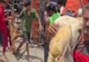 “ट्रक पलटा, बकरियां तड़पती रहीं… और लोग लूटकर ले गए शव”, कौशांबी हादसे का VIDEO देख खौल उठा गुस्सा UP News