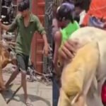 “ट्रक पलटा, बकरियां तड़पती रहीं… और लोग लूटकर ले गए शव”, कौशांबी हादसे का VIDEO देख खौल उठा गुस्सा UP News