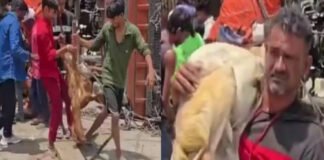 “ट्रक पलटा, बकरियां तड़पती रहीं… और लोग लूटकर ले गए शव”, कौशांबी हादसे का VIDEO देख खौल उठा गुस्सा UP News