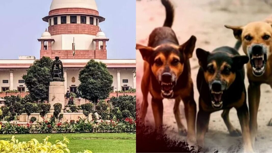 अब सड़कों पर नहीं दिखेंगे आवारा कुत्ते? सुप्रीम कोर्ट का बड़ा फैसला, डॉग लवर्स और NGO को झटका Supreme Court on Stray Dogs