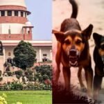अब सड़कों पर नहीं दिखेंगे आवारा कुत्ते? सुप्रीम कोर्ट का बड़ा फैसला, डॉग लवर्स और NGO को झटका Supreme Court on Stray Dogs