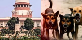 अब सड़कों पर नहीं दिखेंगे आवारा कुत्ते? सुप्रीम कोर्ट का बड़ा फैसला, डॉग लवर्स और NGO को झटका Supreme Court on Stray Dogs