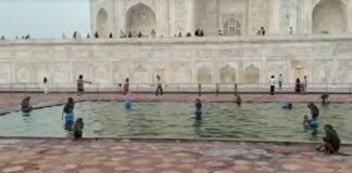 ताजमहल के सेंट्रल टैंक में अचानक क्या हुआ? बंदरों की हरकत देख हैरान रह गए पर्यटक ताजमहल