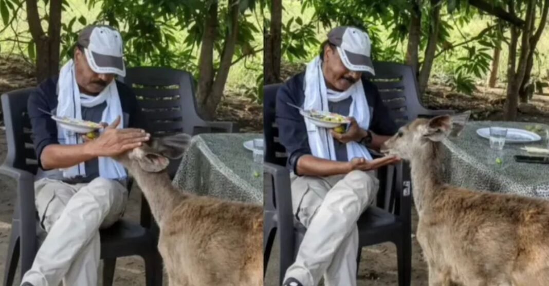 सतपुड़ा