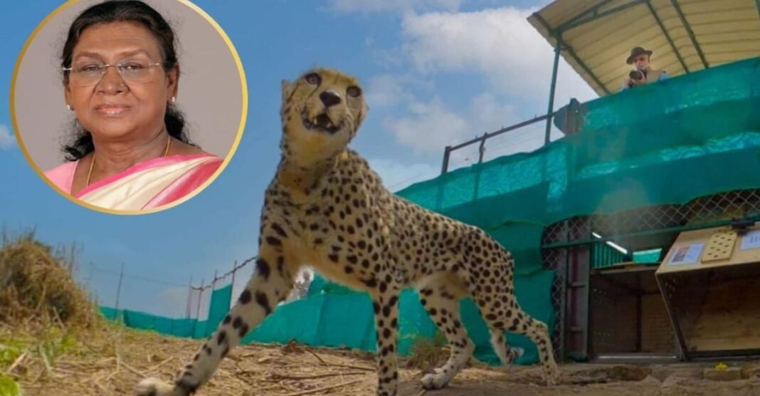 चीतों के बीच रात बिताएंगी राष्ट्रपति द्रौपदी मुर्मु: कूनो नेशनल पार्क में जानिए पूरा कार्यक्रम राष्ट्रपति Droupadi Murmu