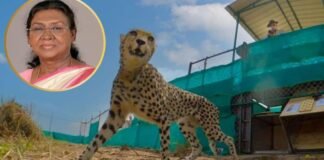 चीतों के बीच रात बिताएंगी राष्ट्रपति द्रौपदी मुर्मु: कूनो नेशनल पार्क में जानिए पूरा कार्यक्रम राष्ट्रपति Droupadi Murmu