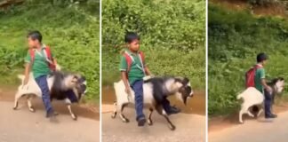 स्कूल जाने के लिए बच्चे ने चुनी ऐसी सवारी, वीडियो देखकर लोग पूछ रहे- आखिर ये आइडिया आया कहां से? स्कूल