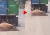 मृत गाय को कचरा गाड़ी से घसीटकर ले गए कर्मचारी, VIDEO सामने आते ही प्रशासन पर उठे बड़े सवाल मृत गाय