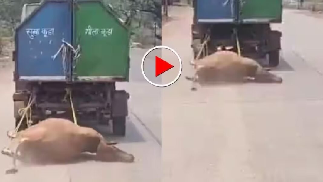 मृत गाय को कचरा गाड़ी से घसीटकर ले गए कर्मचारी, VIDEO सामने आते ही प्रशासन पर उठे बड़े सवाल मृत गाय