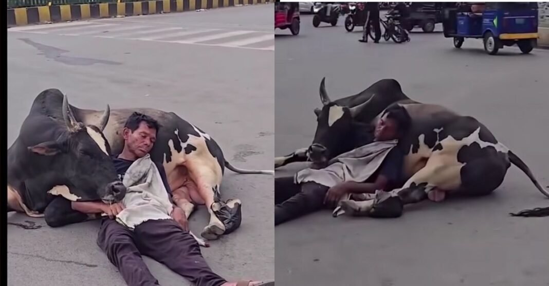सड़क के बीच ऐसा नजारा देख रुक गए लोग! आखिर सांड की गोद में क्यों सो रहा था यह शख्स? Viral Video