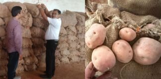 क्या आपकी थाली तक पहुंच रहा था ‘जहरीला लाल आलू’? कानपुर में छापेमारी के दौरान 5000 KG किया जब्त Kanpur News