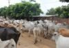 गौशालाओं में ऐसा क्या खेल हुआ कि मरी हुई गायों के नाम पर भी निकल गए करोड़ों रुपये? AG रिपोर्ट ने खोले बड़े राज गोवंश संरक्षण योजना
