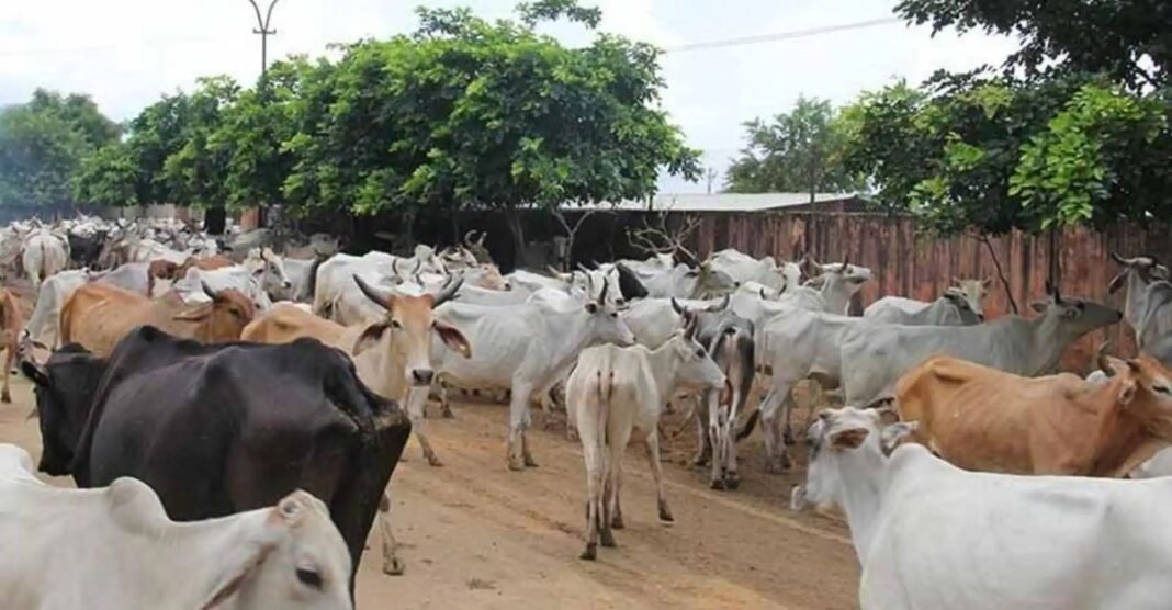 गौशालाओं में ऐसा क्या खेल हुआ कि मरी हुई गायों के नाम पर भी निकल गए करोड़ों रुपये? AG रिपोर्ट ने खोले बड़े राज गोवंश संरक्षण योजना