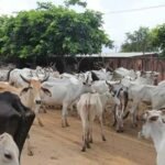 गौशालाओं में ऐसा क्या खेल हुआ कि मरी हुई गायों के नाम पर भी निकल गए करोड़ों रुपये? AG रिपोर्ट ने खोले बड़े राज गोवंश संरक्षण योजना