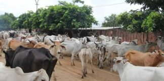 गौशालाओं में ऐसा क्या खेल हुआ कि मरी हुई गायों के नाम पर भी निकल गए करोड़ों रुपये? AG रिपोर्ट ने खोले बड़े राज गोवंश संरक्षण योजना