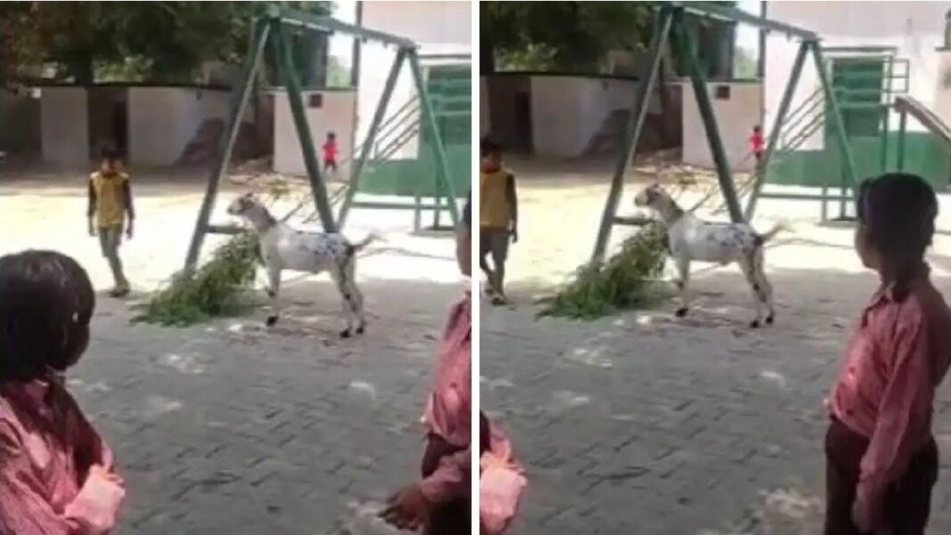 स्कूल में पढ़ाई छोड़ बच्चों से कराया गया ऐसा काम! जांच हुई तो टीचर पर गिर गई सस्पेंशन की गाज बिजनौर