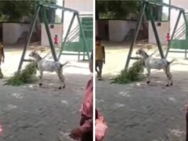 स्कूल में पढ़ाई छोड़ बच्चों से कराया गया ऐसा काम! जांच हुई तो टीचर पर गिर गई सस्पेंशन की गाज बिजनौर