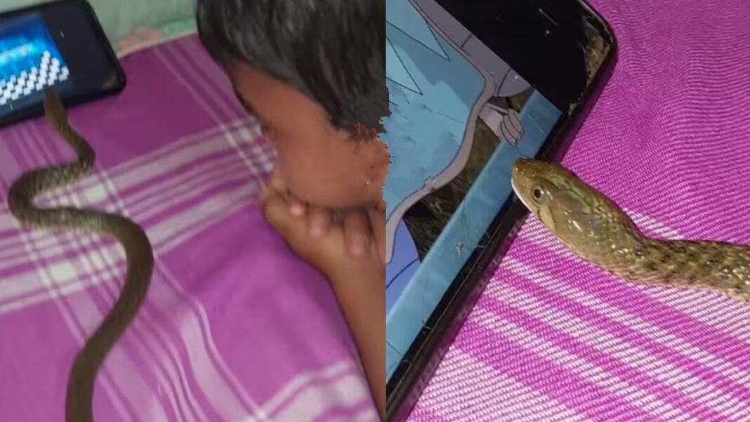 सांप