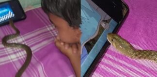बच्चे के साथ बिस्तर पर कार्टून देखने लगा खतरनाक सांप! फिर मासूम की हरकत देख फटी रह गईं लोगों की आंखें सांप