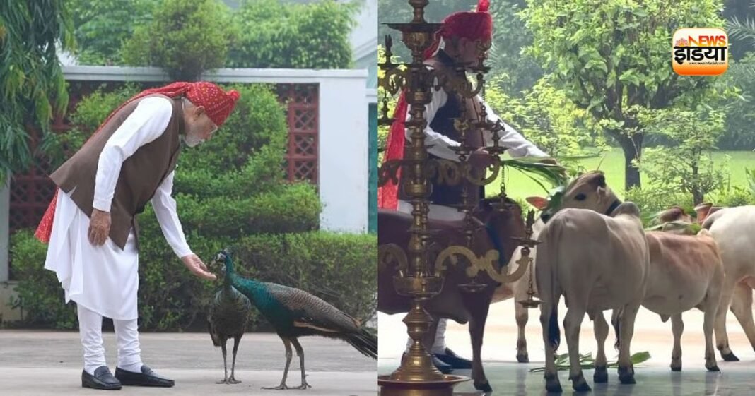 लाल किले जाने से पहले PM मोदी के ‘दोस्तों’ ने रोक लिया रास्ता, मोर और गायों के साथ दिखा खास अंदाज प्रधानमंत्री नरेंद्र मोदी