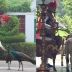 लाल किले जाने से पहले PM मोदी के ‘दोस्तों’ ने रोक लिया रास्ता, मोर और गायों के साथ दिखा खास अंदाज प्रधानमंत्री नरेंद्र मोदी