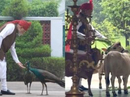 लाल किले जाने से पहले PM मोदी के ‘दोस्तों’ ने रोक लिया रास्ता, मोर और गायों के साथ दिखा खास अंदाज प्रधानमंत्री नरेंद्र मोदी