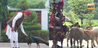 लाल किले जाने से पहले PM मोदी के ‘दोस्तों’ ने रोक लिया रास्ता, मोर और गायों के साथ दिखा खास अंदाज प्रधानमंत्री नरेंद्र मोदी