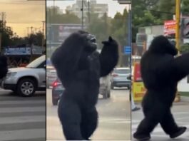 Gorilla Viral Video