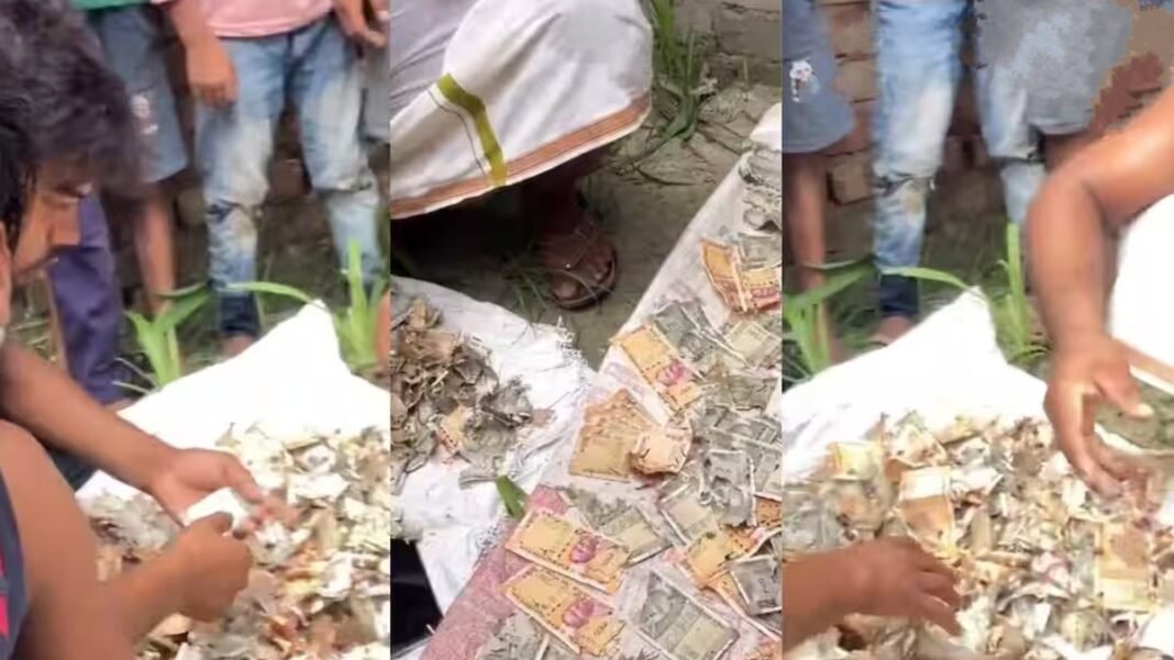 8 साल तक पति से छिपाकर रखे थे 12 लाख रुपये, ट्रंक खोला तो उड़ गए होश! चूहों ने कर दिया ऐसा हाल चूहे
