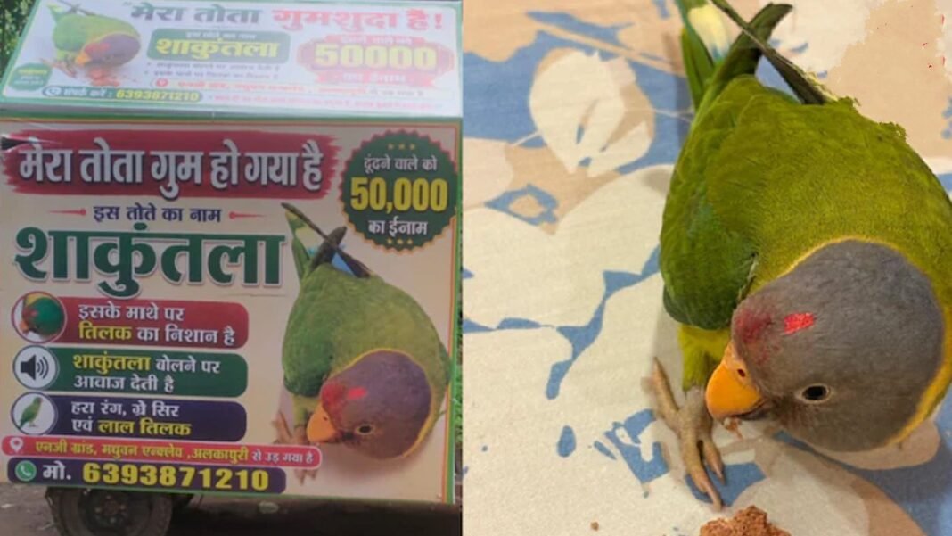 ‘मिठ्ठू’ को ढूंढ दो, 50 हजार रुपये ले जाओ! लापता तोते के लिए परिवार ने छेड़ी अनोखी मुहिम सावन