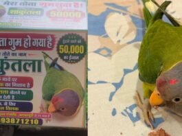 ‘मिठ्ठू’ को ढूंढ दो, 50 हजार रुपये ले जाओ! लापता तोते के लिए परिवार ने छेड़ी अनोखी मुहिम सावन