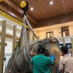 बाढ़ ने किया घायल, आंख की रोशनी भी गई… अब 53 साल की हथिनी को अनंत अंबानी के वंतारा ले जाने की तैयारी, जानें क्यों? बाढ़