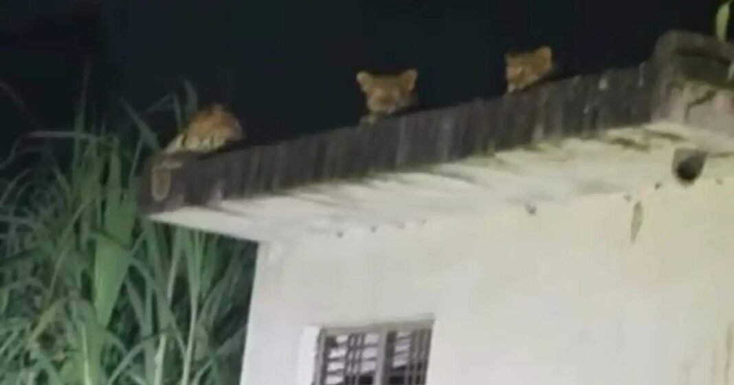 अंधेरे में छत पर बैठे थे 3 तेंदुए, अचानक ग्रामीणों की पड़ी नजर; VIDEO ने उड़ाई नींद Moradabad News