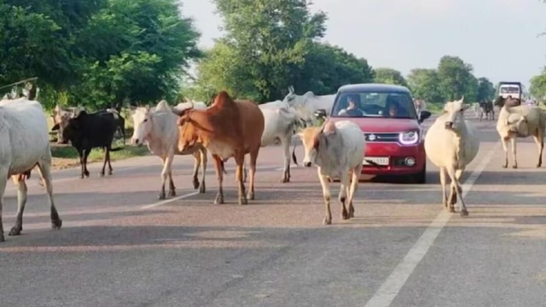 सड़क पर दिखा आवारा पशु तो बढ़ेगी मुसीबत! मालिकों पर अब लगेगा भारी जुर्माना, सरकार ने बदले नियम आवारा पशु
