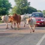 सड़क पर दिखा आवारा पशु तो बढ़ेगी मुसीबत! मालिकों पर अब लगेगा भारी जुर्माना, सरकार ने बदले नियम आवारा पशु