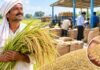 UP में धान बेचने वाले किसानों के लिए बड़ी खबर! 1 नवंबर से शुरू होगी खरीद, इस बार मिलेगा कितना MSP? UP