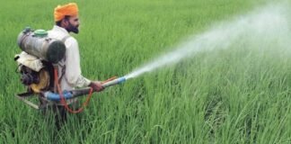 रबी किसानों की बल्ले-बल्ले! खाद के छिड़काव पर सरकार देगी आधा पैसा, जानें कैसे उठाएं लाभ रबी